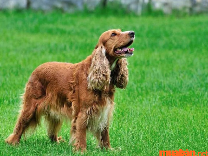 Chó tai dài Cocker Spaniel là loài chó săn mồi thiện chiến nhất Tây Ban Nha