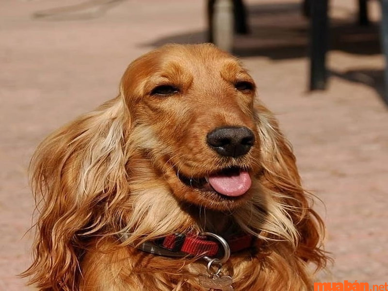 Chó tai dài Cocker có chiếc mũi khá nhạy