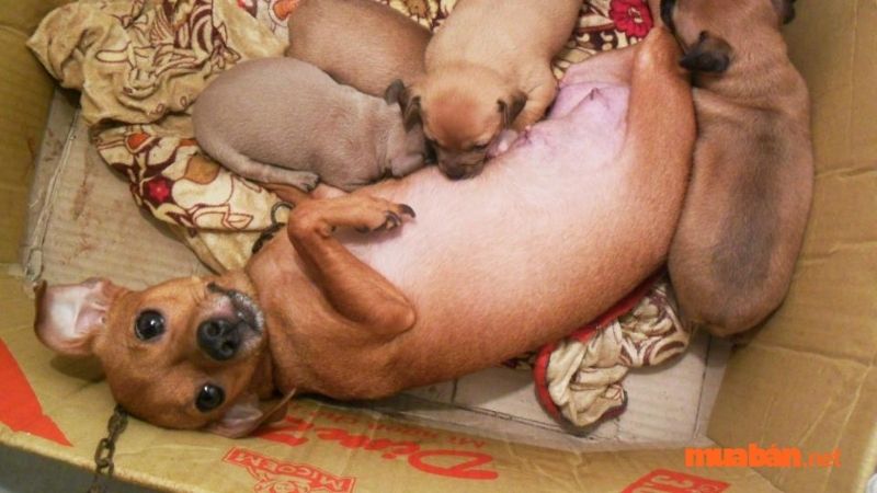 Dấu hiệu chó mang thai - Hiện tượng mang thai giả ở chó