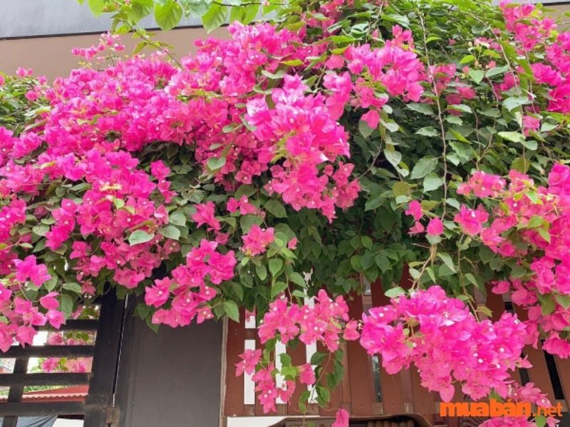 Cây trồng ban công chịu nắng - Cây hoa giấy