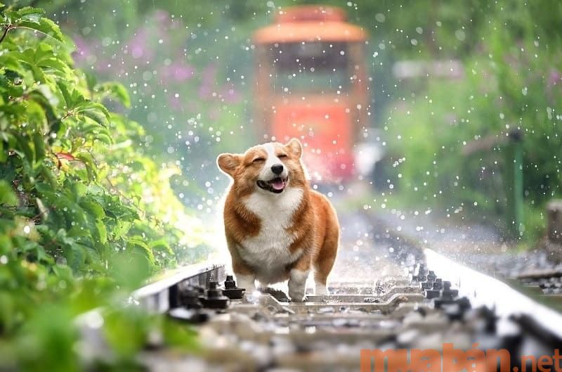 Chó CorgiChó Corgi và 5 kinh nghiệm giúp chăm Corgi khỏe mạnh nhất!