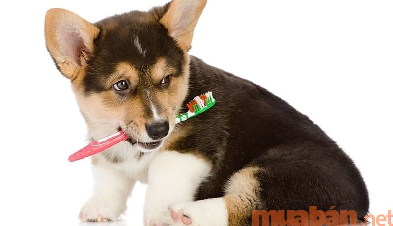 Chó Corgi và 5 kinh nghiệm giúp chăm Corgi khỏe mạnh nhất!