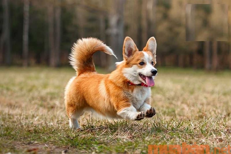 Chó Corgi và 5 kinh nghiệm giúp chăm Corgi khỏe mạnh nhất!