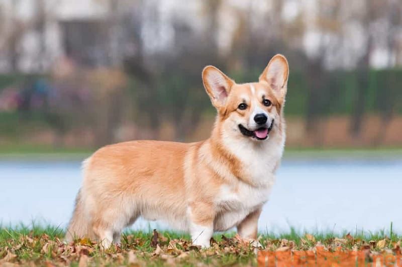Chó Corgi và 5 kinh nghiệm giúp chăm Corgi khỏe mạnh nhất!