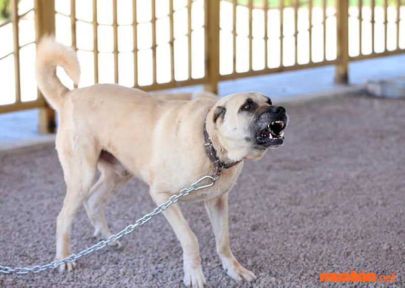 Chó Kangal - loài chó sở hữu lực cắn hủy diệt