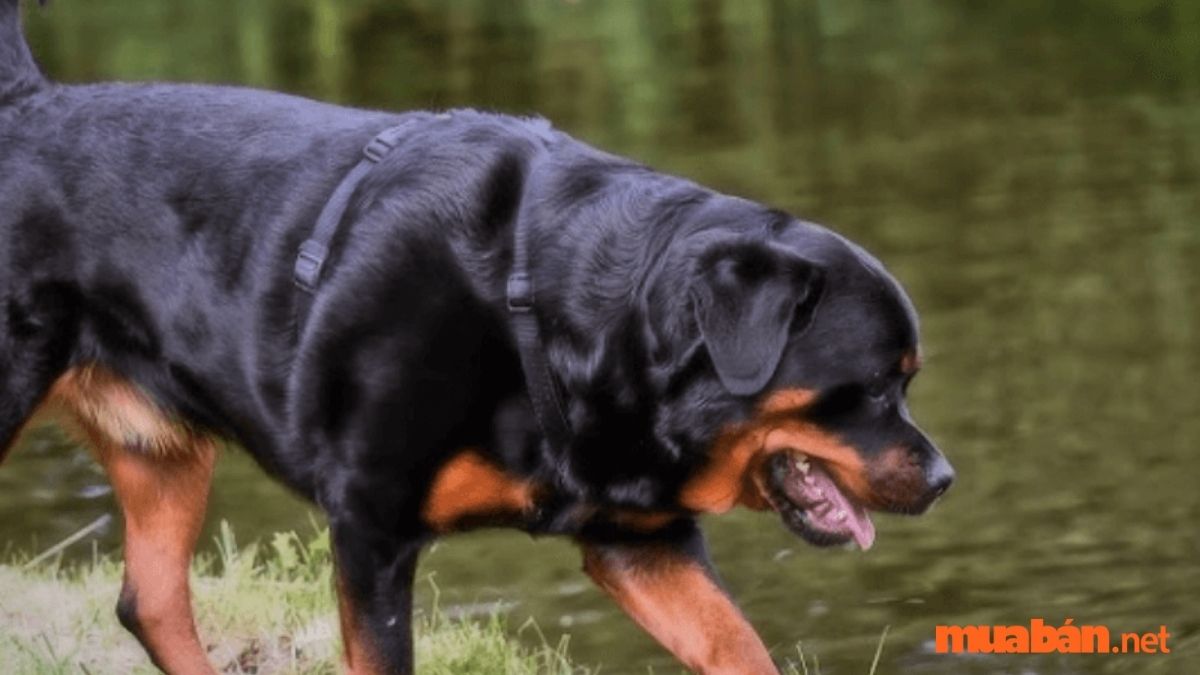 Chó Rottweiler đặc điểm, Nguồn Gốc Và Cách Nhận Biết Chuẩn
