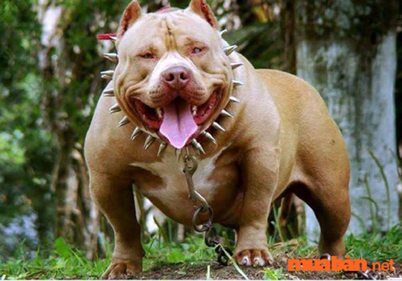 Pitbull là giống chó dữ nổi tiếng với tính cách trung thành và mạnh mẽ. Hãy xem những hình ảnh về Pitbull để tìm hiểu thêm về giống chó mạnh mẽ này.