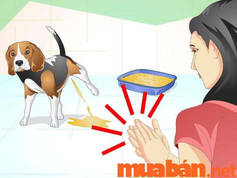 Cách nuôi chó trong nhà sạch sẽ bằng cách dạy chó đi vệ sinh đúng chỗ trên giấy