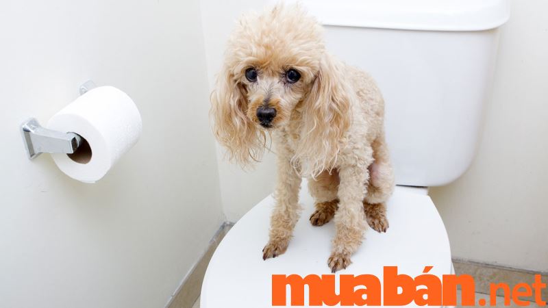 Cách nuôi chó trong nhà sạch sẽ với cách dạy chó đi vệ sinh đúng chỗ trong nhà vệ sinh