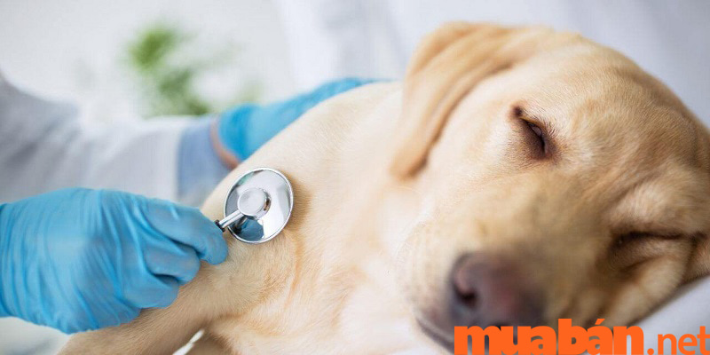 Đưa đến các cơ sở thú y khi có dấu hiệu chó bỏ ăn kèm với các triệu chứng như nôn mửa, tiêu chảy,...