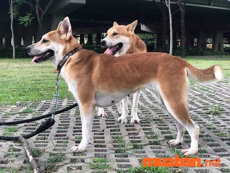 Chó cỏ (chó ta) là tên gọi chung của loài chó thuần chủng của Việt Nam.