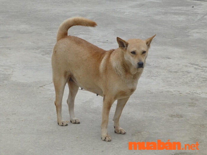 Chó cỏ - giống chó được nuôi nhiều nhất tại Việt Nam