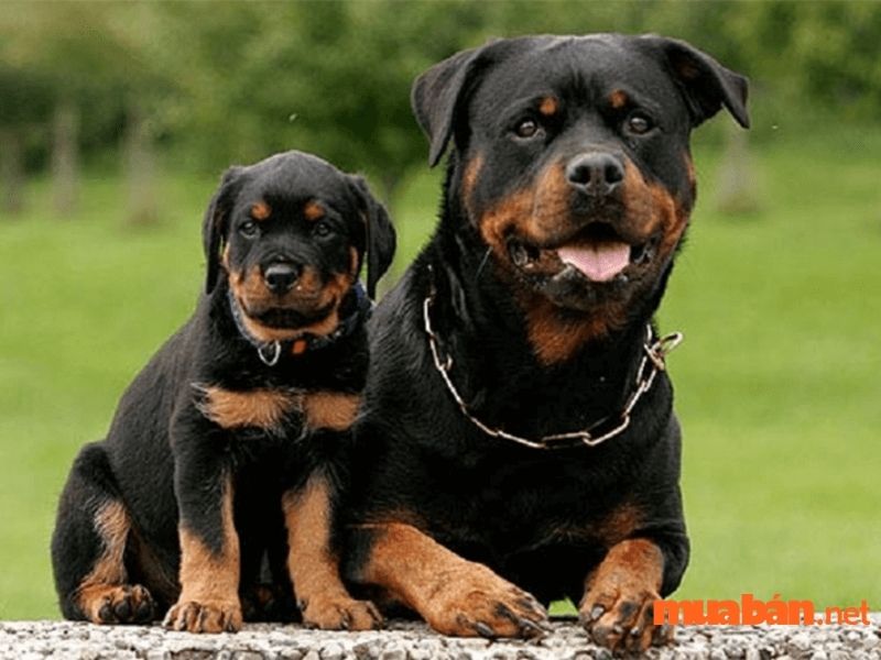 Cách phân biệt giữa chó Rottweiler thuần chủng và chó Rottweiler lai