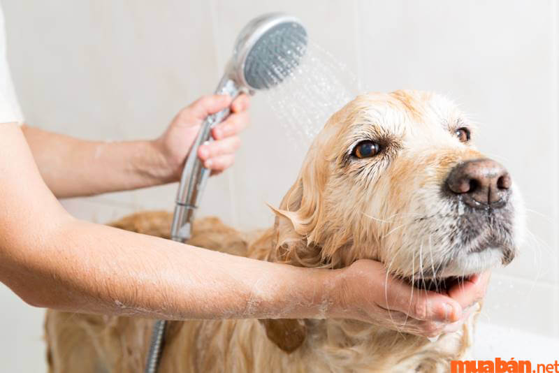 Tắm rửa chó thường xuyên khi chó thay lông