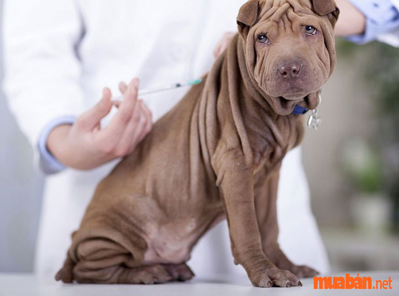Tiêm thuốc là một trong những cách trị ve chó hiệu quả nhất