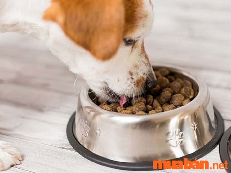 Cho chó ăn đồ ăn phù hợp