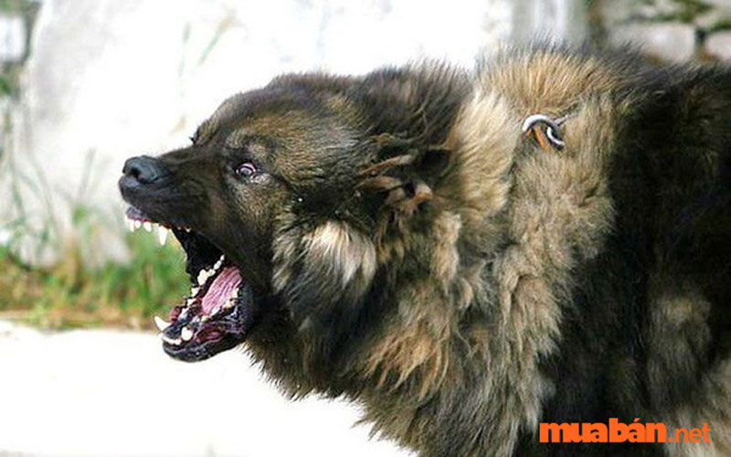 Kavkaz - giống chó dữ ngang hàng với Ngao Tây Tạng