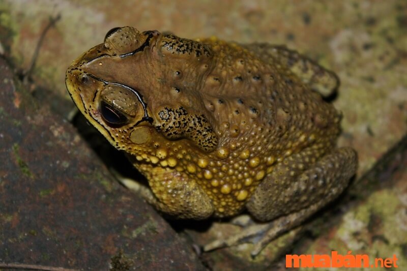 Con cóc là một loài động vật 4 chân, thuộc bộ ếch nhái