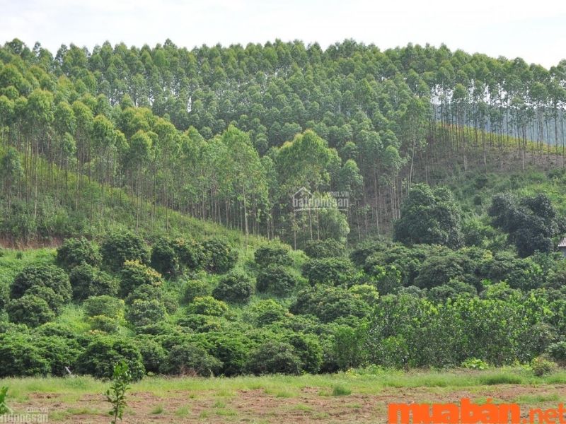 Đất rừng sản xuất có được quyền chuyển nhượng không