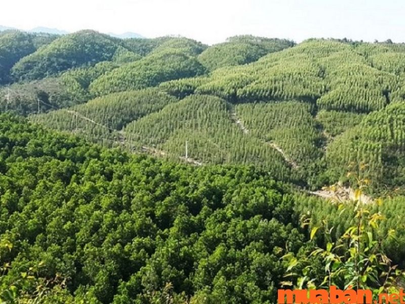 Đất rừng sản xuất tự nhiên