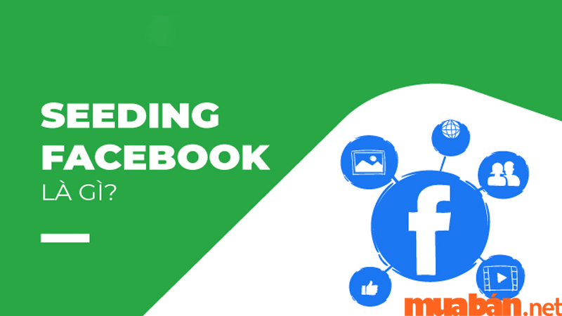 Seeding facebook
