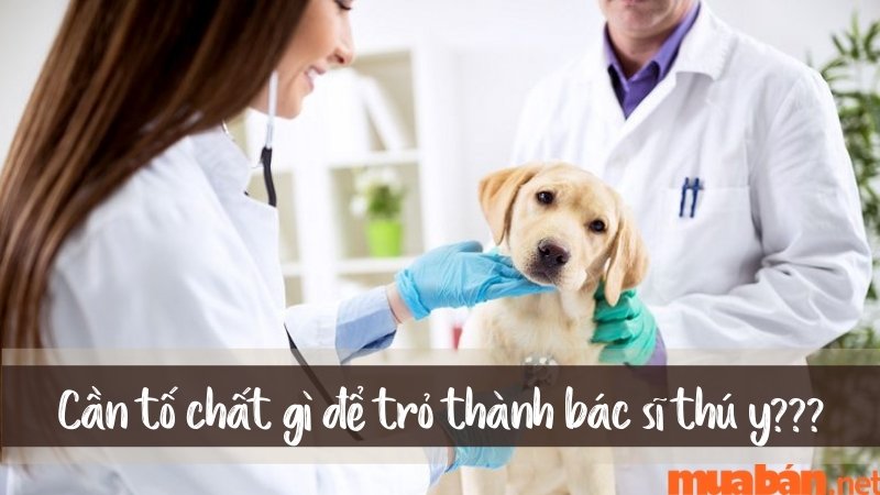 Tìm hiểu vet là nghề gì và những kỹ năng cần có để trở thành một vet giỏi
