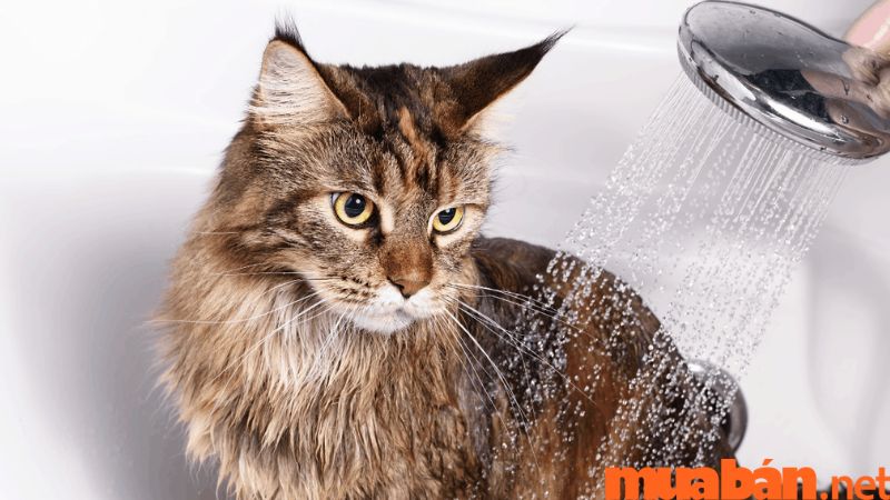Top 11 Sữa Tắm Cho Mèo Tốt Và Cách Chọn Theo Nhu Cầu Mèo Bạn
