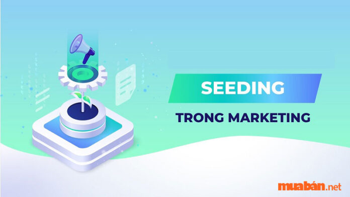 Nghề Seeding là gì? Hình thức Marketing 