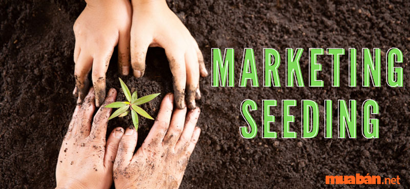 nghề seeding là gì