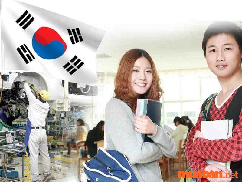 Mức lương ngành ngôn ngữ Hàn 