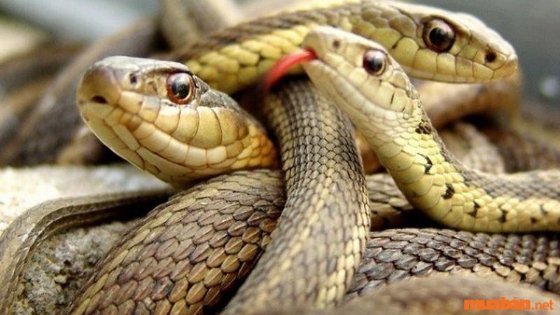 Mơ thấy 3 con rắn bạn nên cẩn trọng với những mối quan hệ xung quanh mình