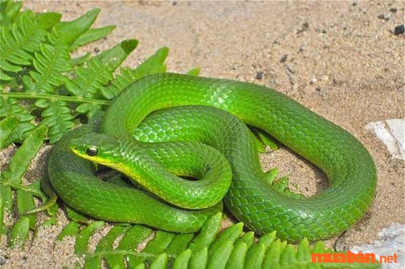 Trên thực tế, những con rắn có màu sắc sặc sỡ thường rất nguy hiểm