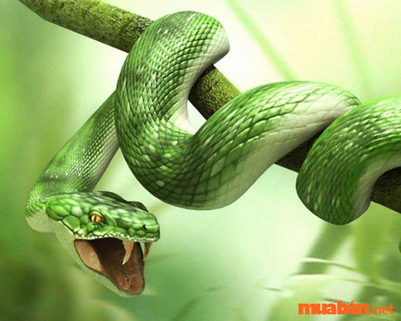 Ý nghĩa phong thủy của loài rắn là gì?