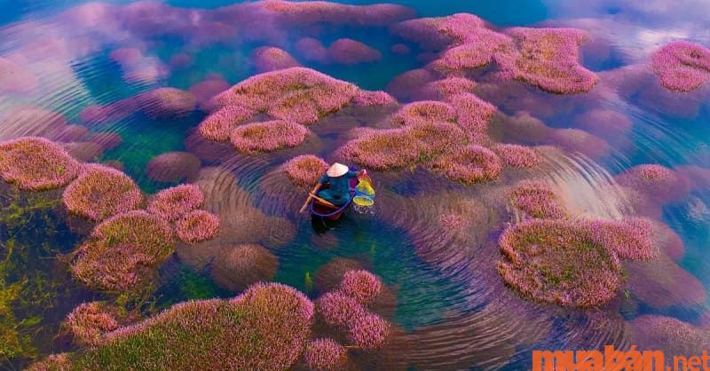 Hồ tảo hồng là hồ nước nhân tạo, cách trung tâm thành phố khoảng 20km.