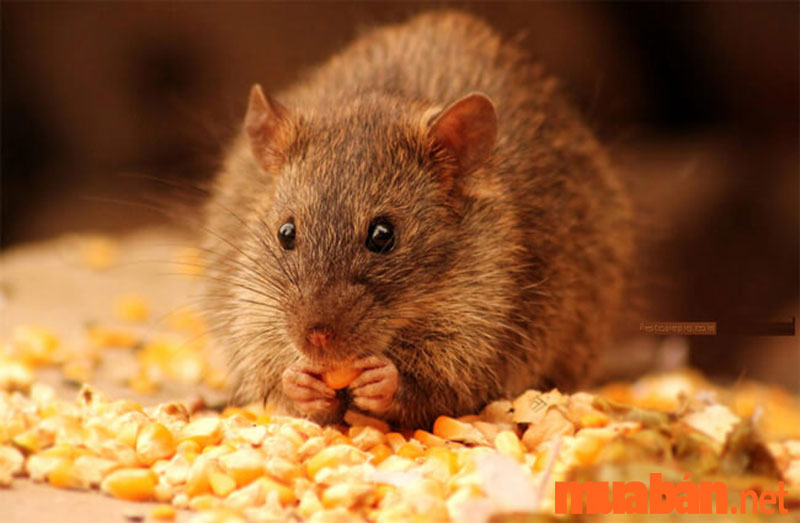 Nuts and grains are a favorite food of mice