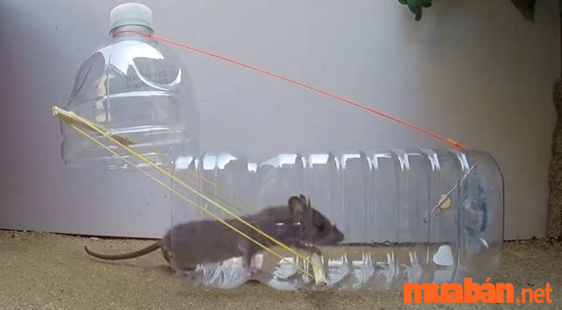 How to make a mouse trap with a plastic bottle is very simple