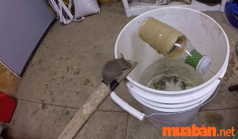How to make a mousetrap with a paint bucket is quite popular