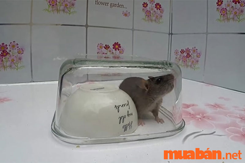 How to trap a mouse with a bowl is easy to do