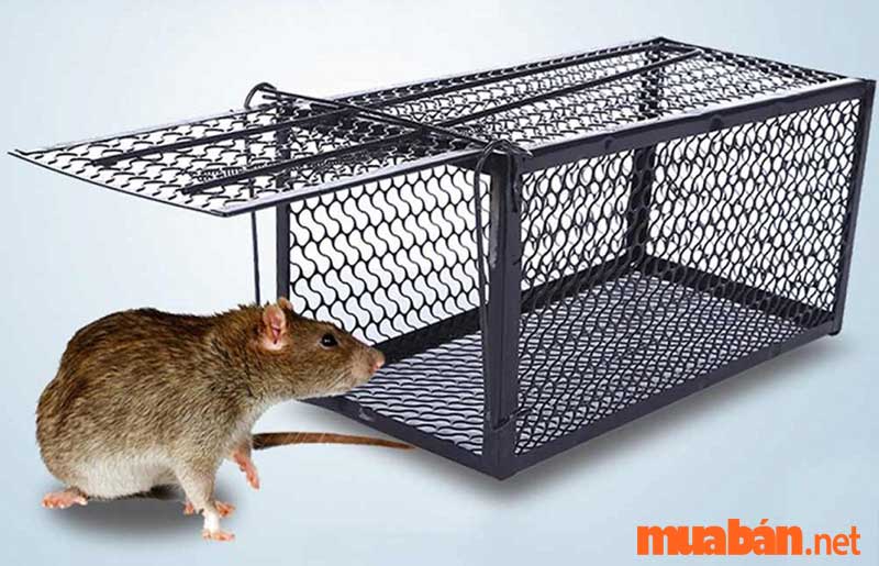 Catching mice with mouse traps is used by many people