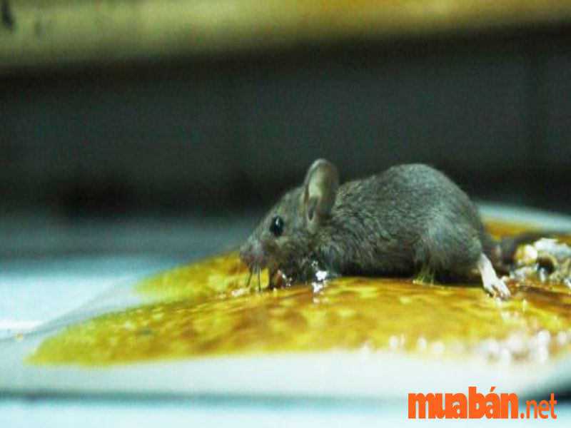 How to trap mice with easy-to-use, hygienic mouse glue