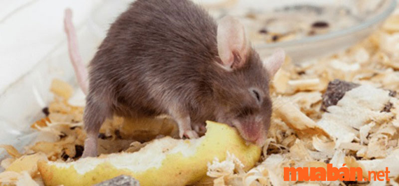 Rats will destroy food and household items