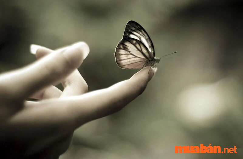 Loại bướm nhập toàn cầu linh tính sở hữu nghĩa gì?