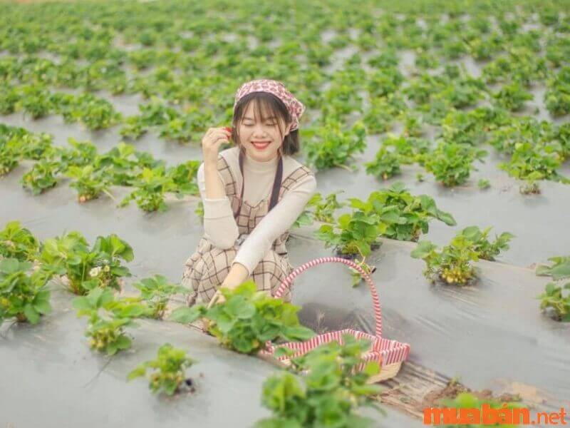 Trang trại dâu tây Chimi Farm - Địa điểm du lịch nổi tiếng ở Mộc Châu