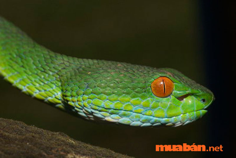 Cách phòng rắn vào nhà - Đôi mắt rắn thường sẽ không nhạy bén như bạn nghĩ