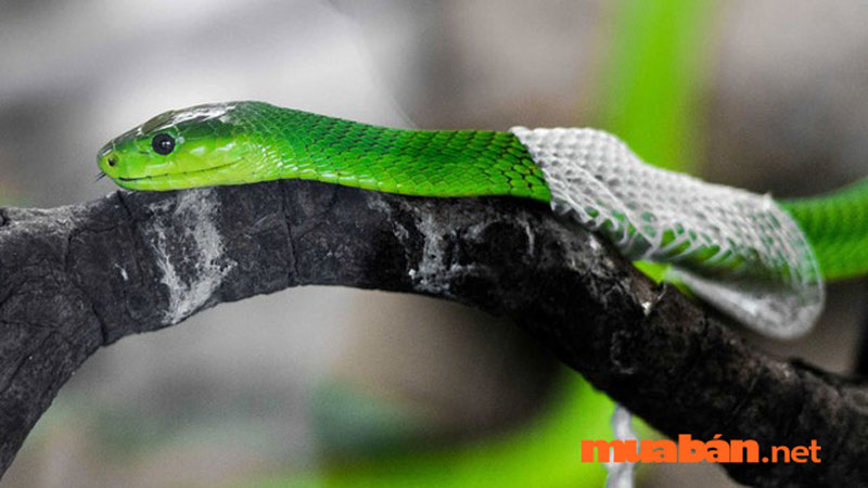 Cách phòng tránh rắn vào nhà - Cứ 20 - 80 ngày rắn bắt đầu lột da một lần