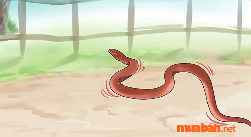 Cách phòng tránh rắn vào nhà - Hãy mở tất cả các cửa và hướng dẫn rắn để chúng tự bò ra ngoài