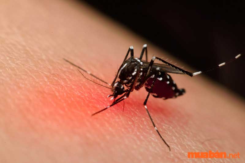 Cách diệt muỗi tận gốc là gì?