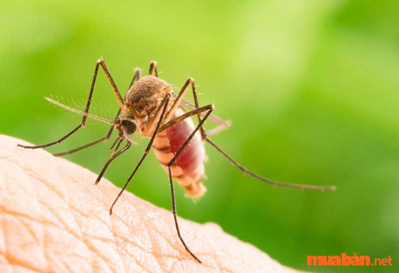 Đặc tính sinh học của loài muỗi