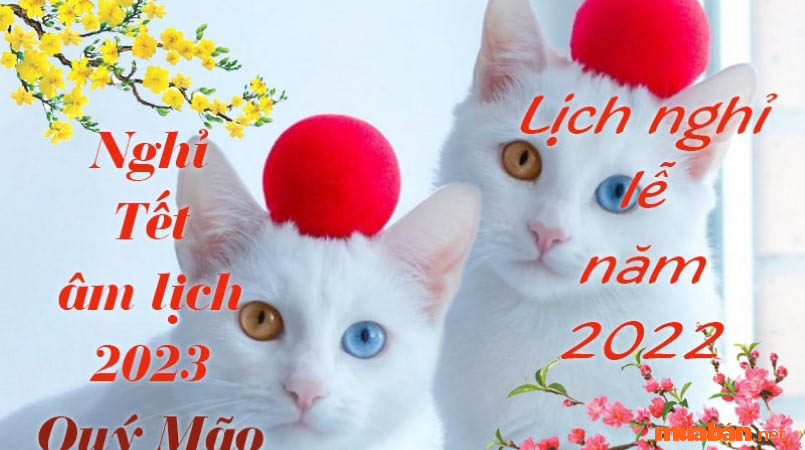 Năm 2023 là năm Quý Mão