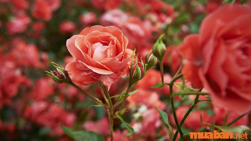 Hoa hồng là hoa rất phù hợp với cung Thiên Bình